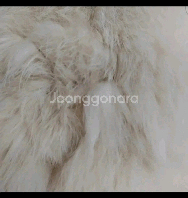 폭스퍼베스트.새옷--4