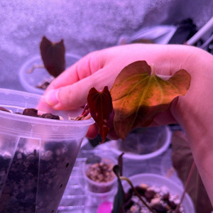 안스리움rl(jv)클론