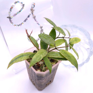 호야 골드루나 #only1