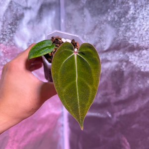 (칼라x포틸)x미쉘