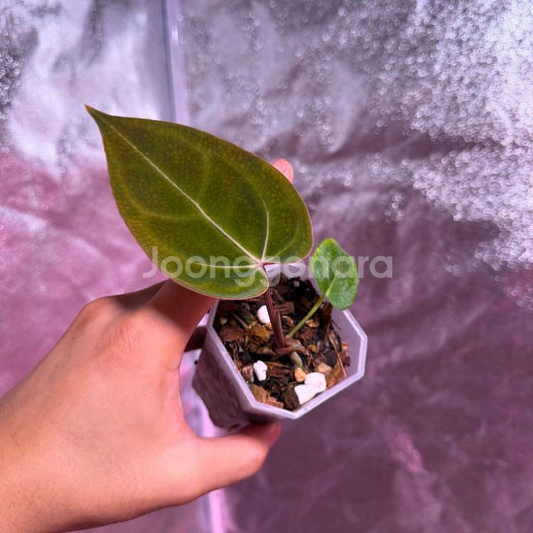 (칼라x포틸)x미쉘--1