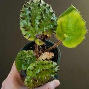 희귀))뿔고니 멜라노블라타