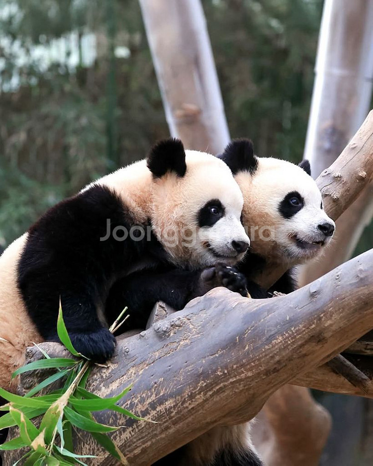 에버랜드 자유이용권 종일권 오후권--4