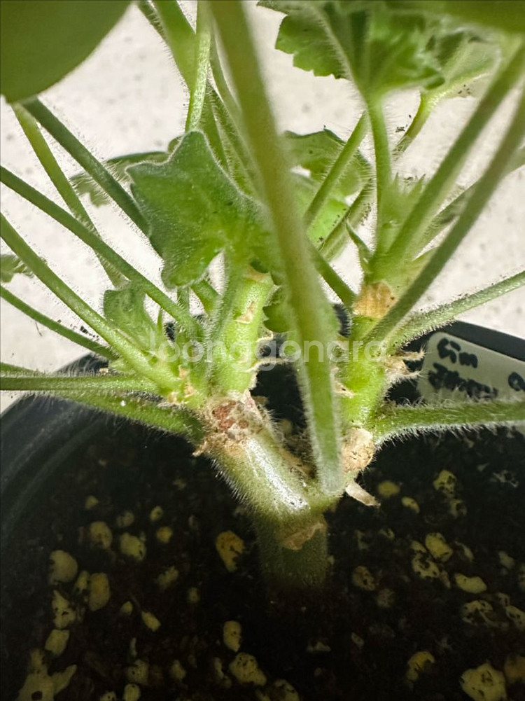 제라늄 2종 판매(심레이디카프리스, 파라다이스애플)--4