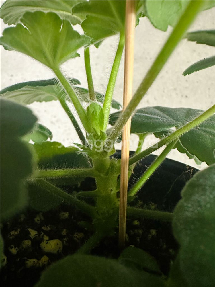 제라늄 2종 판매(심레이디카프리스, 파라다이스애플)--2