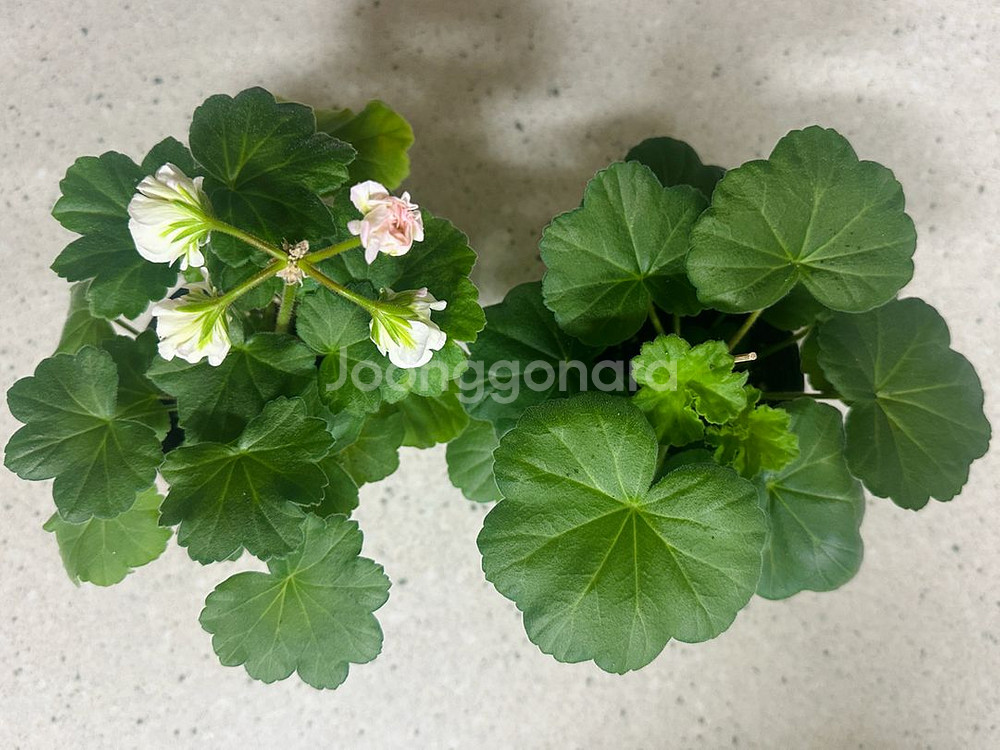 제라늄 2종 판매(심레이디카프리스, 파라다이스애플)--0