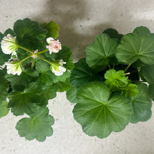 제라늄 2종 판매(심레이디카프리스, 파라다이스애플)