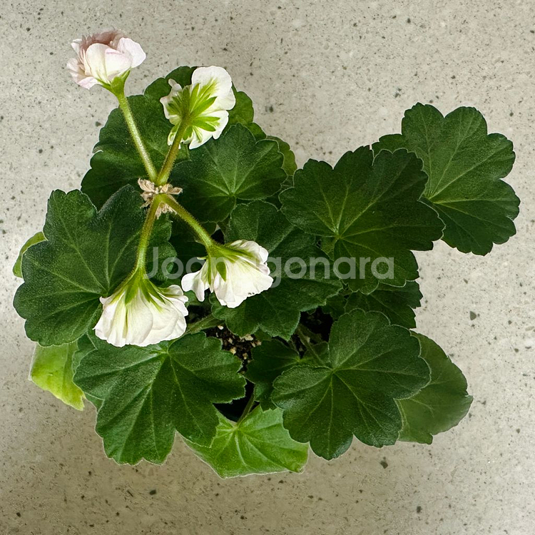 제라늄 2종 판매(심레이디카프리스, 파라다이스애플)--3