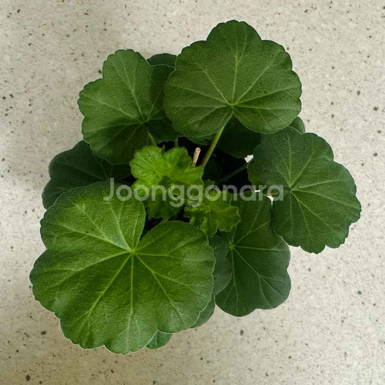 제라늄 2종 판매(심레이디카프리스, 파라다이스애플)--1