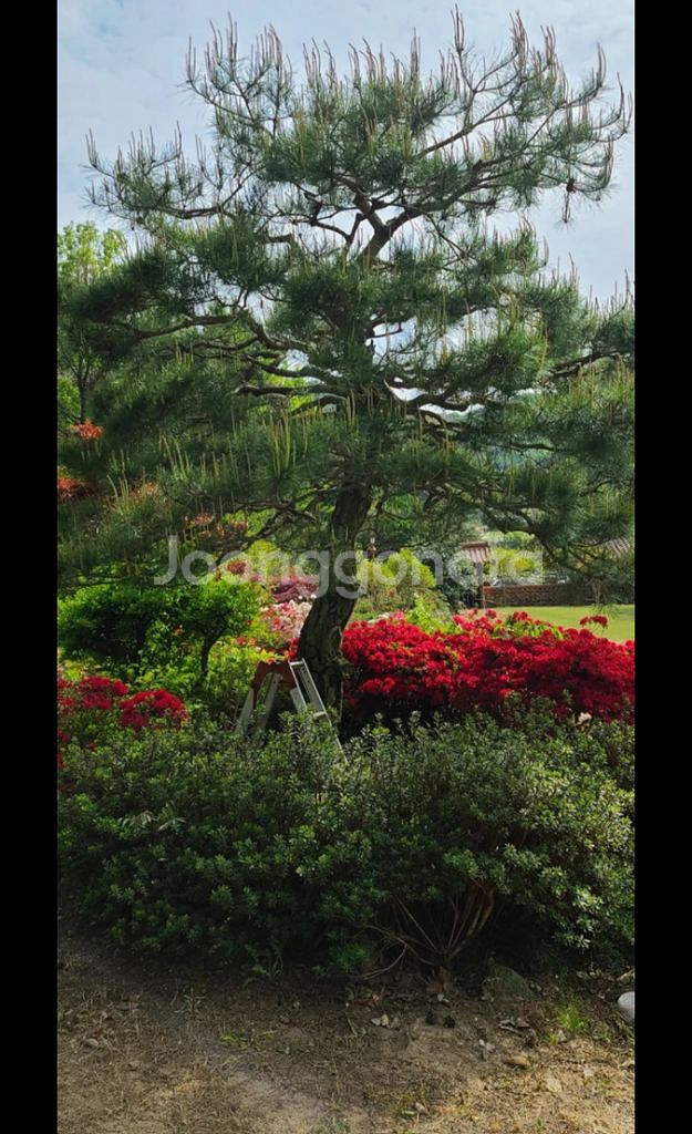 나무,꽃나무,조경수 금목서,소나무,백일홍등 팝니다--0