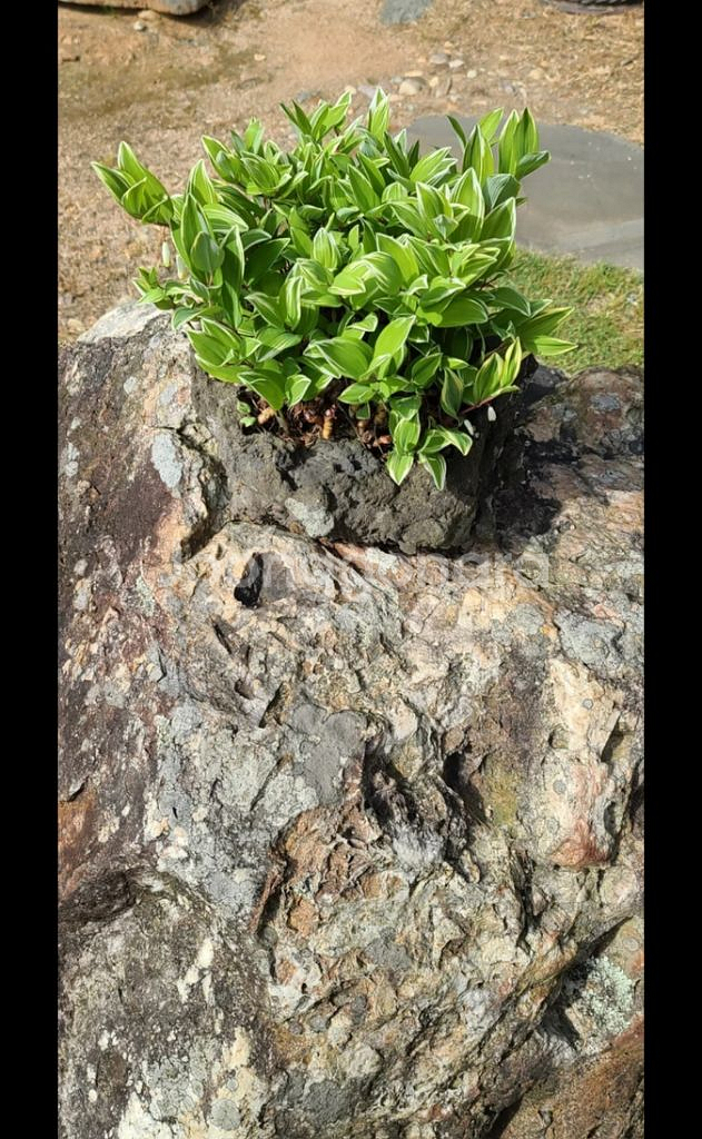 나무,꽃나무,조경수 금목서,소나무,백일홍등 팝니다--1