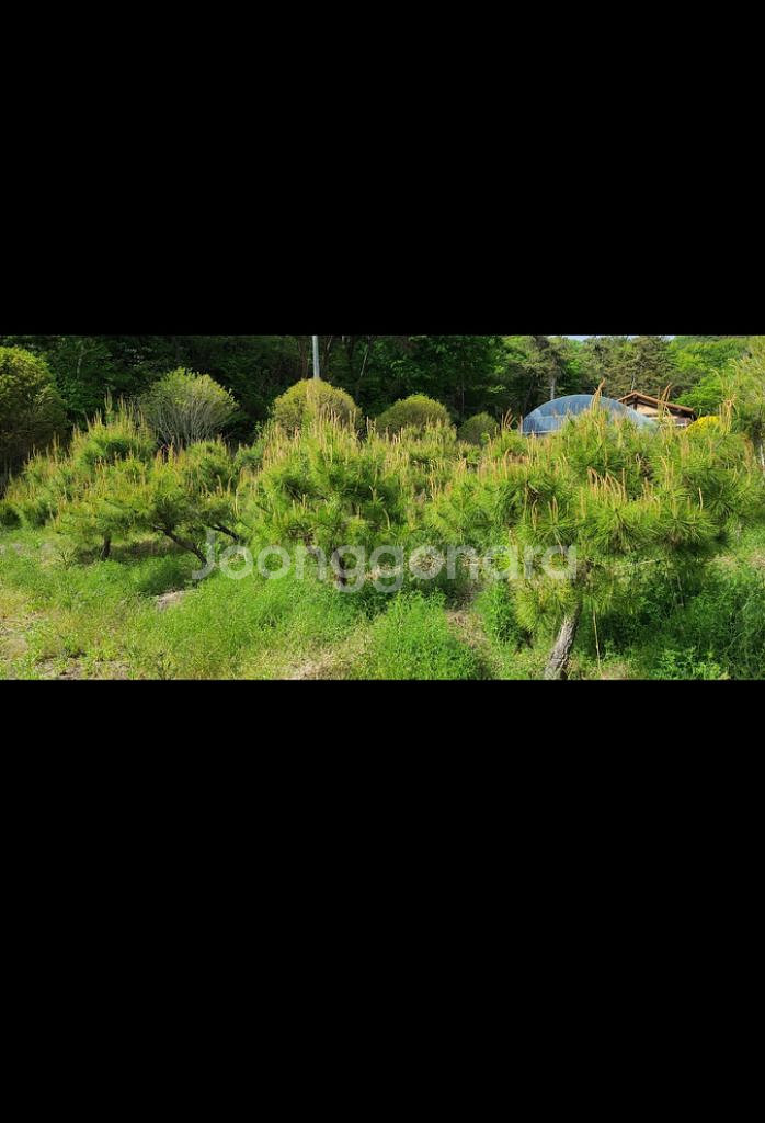 나무,꽃나무,조경수 금목서,소나무,백일홍등 팝니다--2