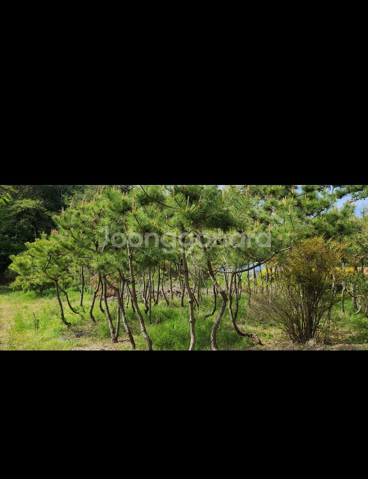 나무,꽃나무,조경수 금목서,소나무,백일홍등 팝니다--3