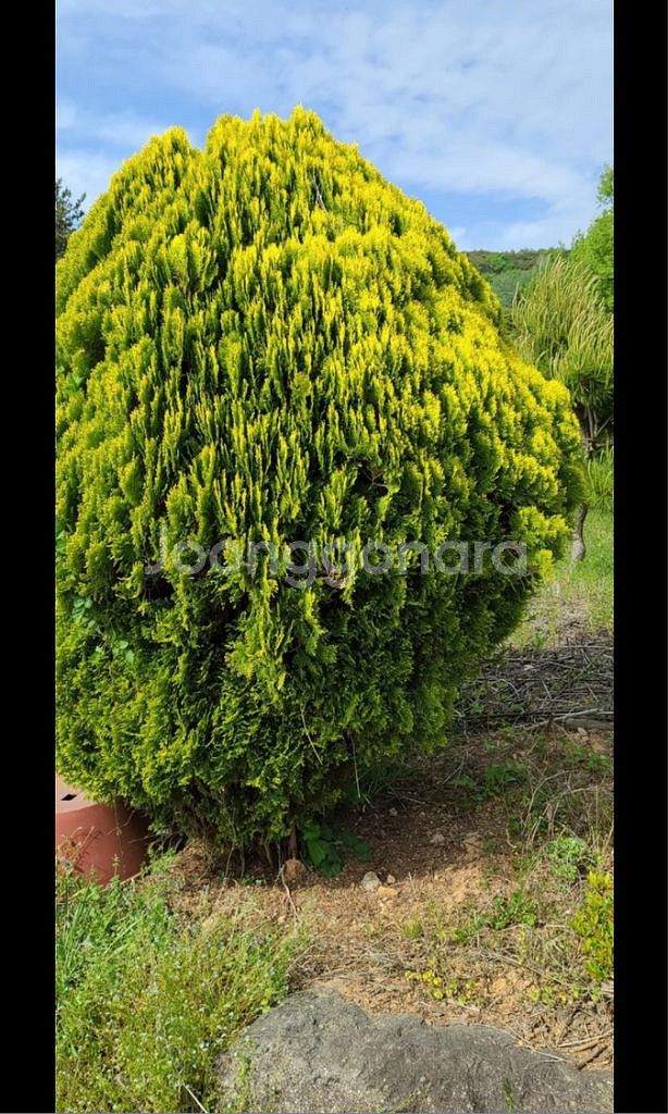 나무,꽃나무,조경수 금목서,소나무,백일홍등 팝니다--5