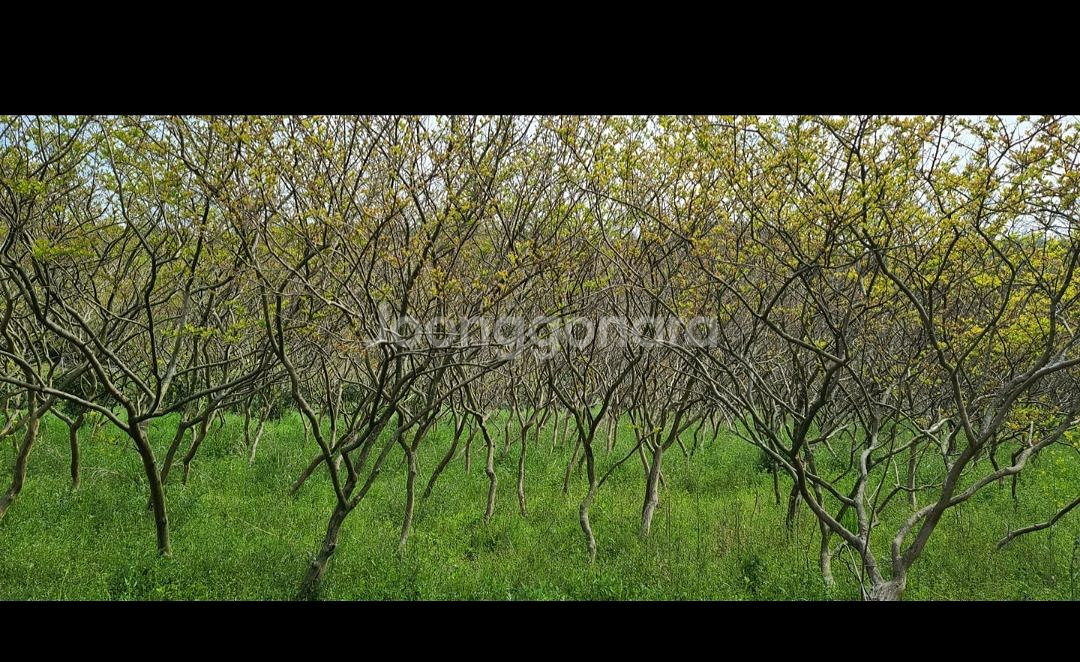 나무,꽃나무,조경수 금목서,소나무,백일홍등 팝니다--6