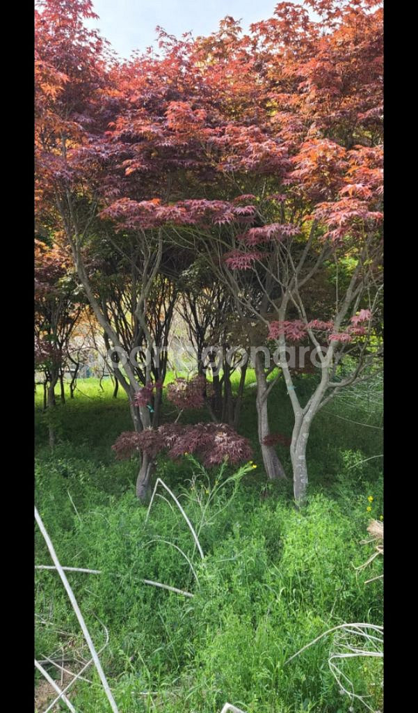 나무,꽃나무,조경수 금목서,소나무,백일홍등 팝니다--7