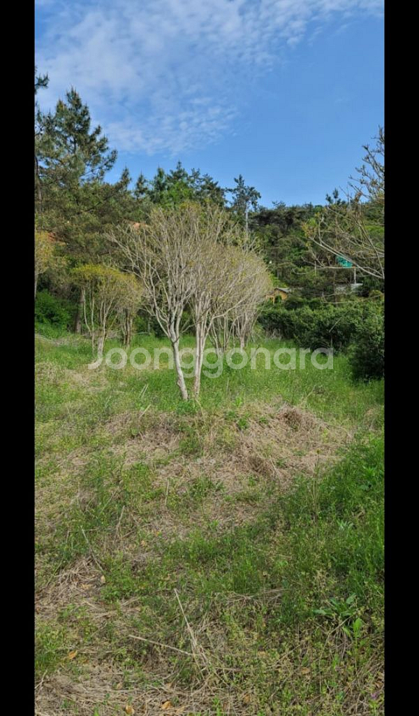 나무,꽃나무,조경수 금목서,소나무,백일홍등 팝니다--9