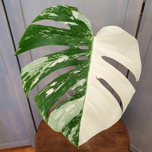 #잎30cm ~ 몬스테라 보르시지아나 알보 바리에가타