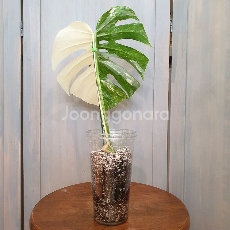 #잎30cm ~ 몬스테라 보르시지아나 알보 바리에가타--3