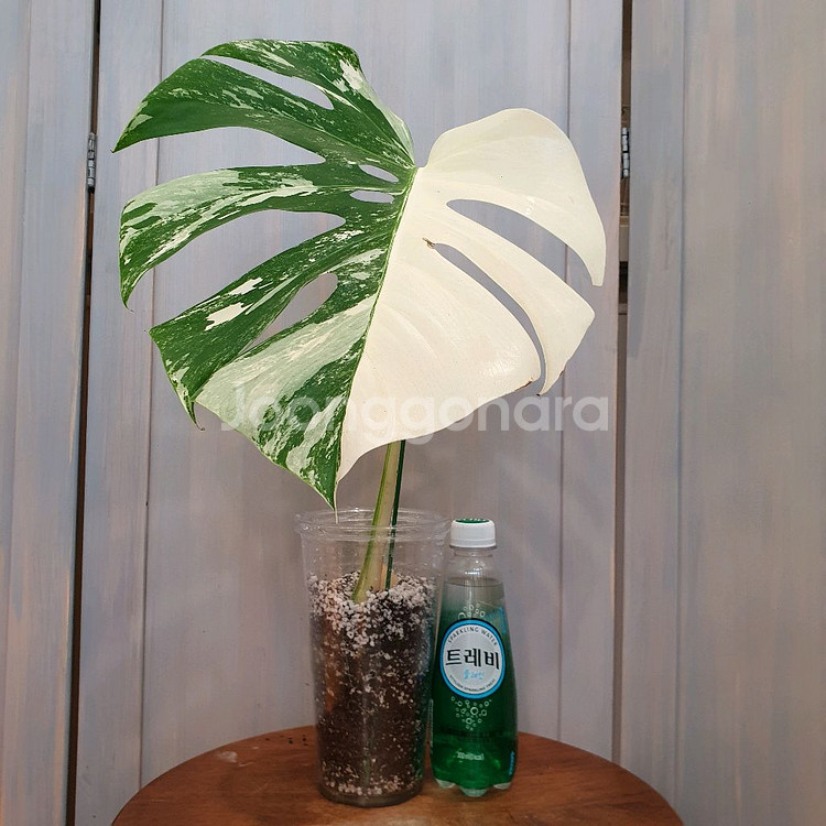 #잎30cm ~ 몬스테라 보르시지아나 알보 바리에가타--1