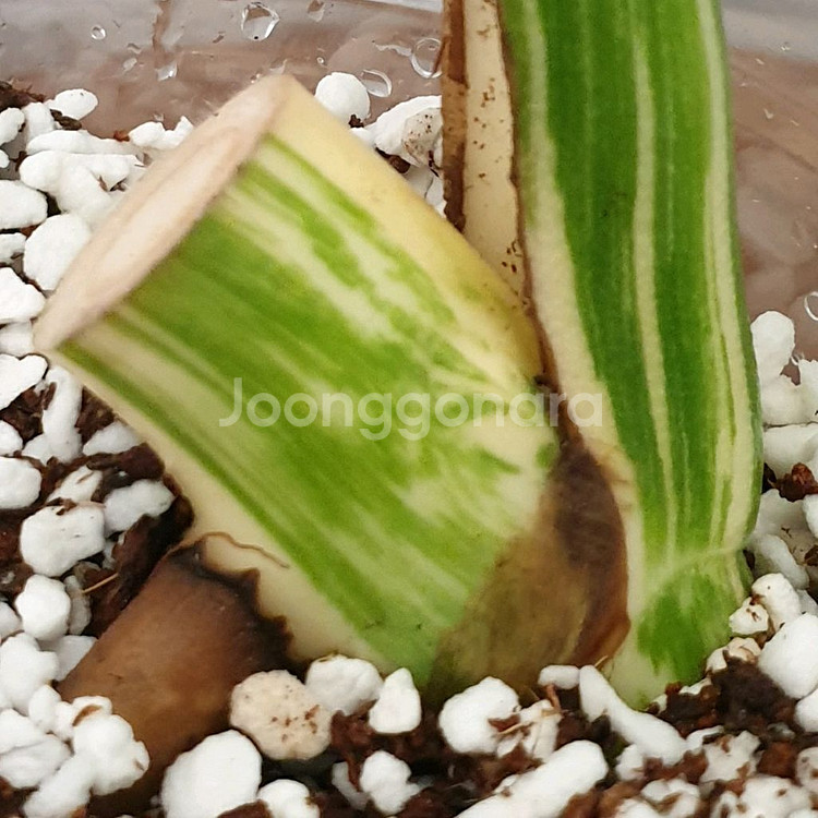 #잎30cm ~ 몬스테라 보르시지아나 알보 바리에가타--4