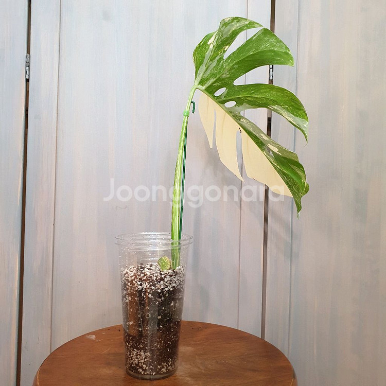 #잎30cm ~ 몬스테라 보르시지아나 알보 바리에가타--2