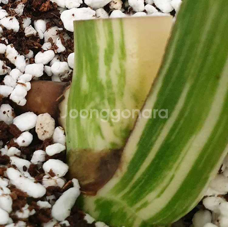 #잎30cm ~ 몬스테라 보르시지아나 알보 바리에가타--6