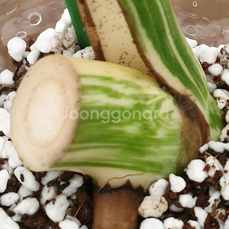 #잎30cm ~ 몬스테라 보르시지아나 알보 바리에가타--5