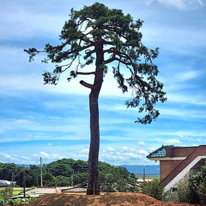 소나무판매(특수목100점,조경소나무,정원소나무등)