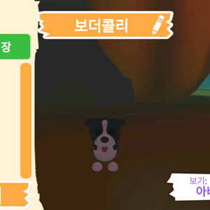 입양하세요 펫 보더콜리 판매합니다