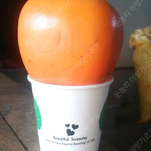 무농약 대봉감 14kg 35,500 택배비무료(2상자)