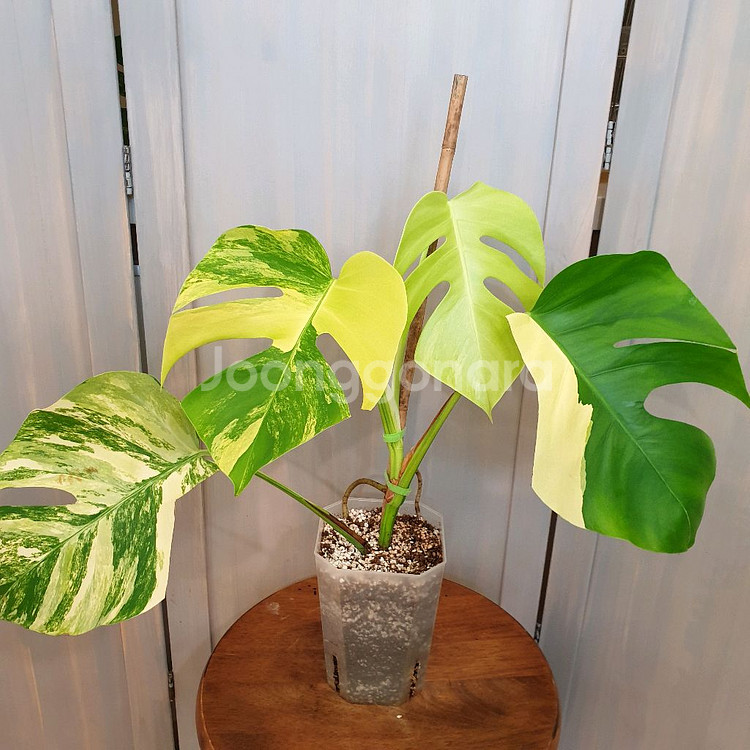 #탑4장 #잎27cm ~ 몬스테라 옐로우 바리에가타--0
