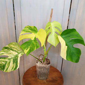 #탑4장 #잎27cm ~ 몬스테라 옐로우 바리에가타