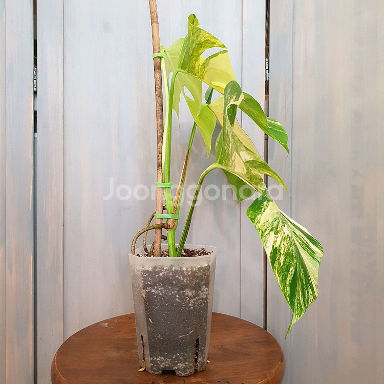 #탑4장 #잎27cm ~ 몬스테라 옐로우 바리에가타--3