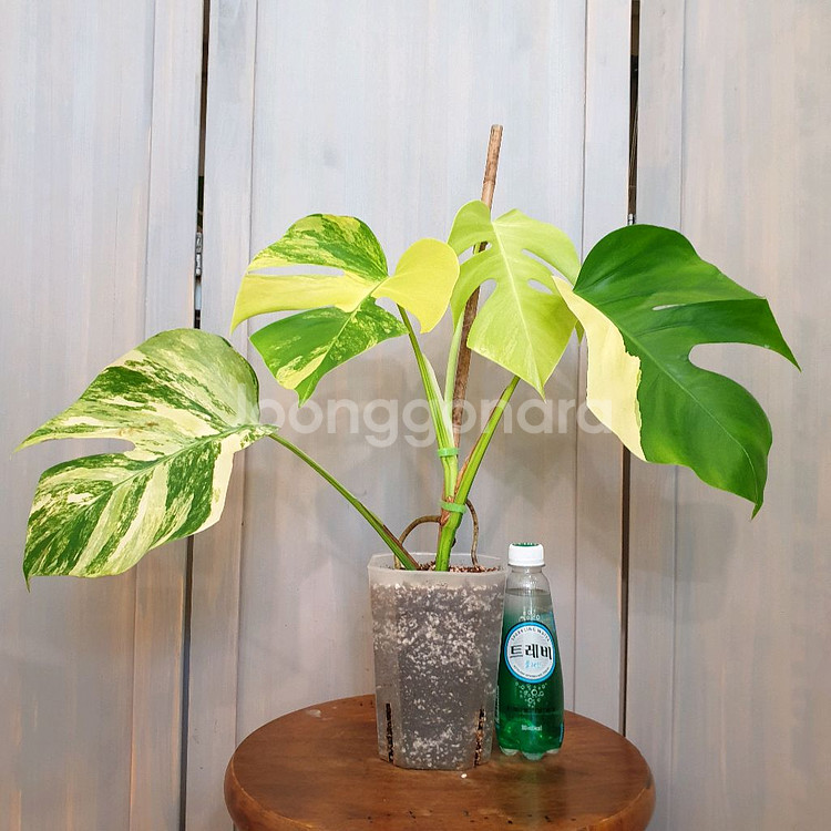 #탑4장 #잎27cm ~ 몬스테라 옐로우 바리에가타--1