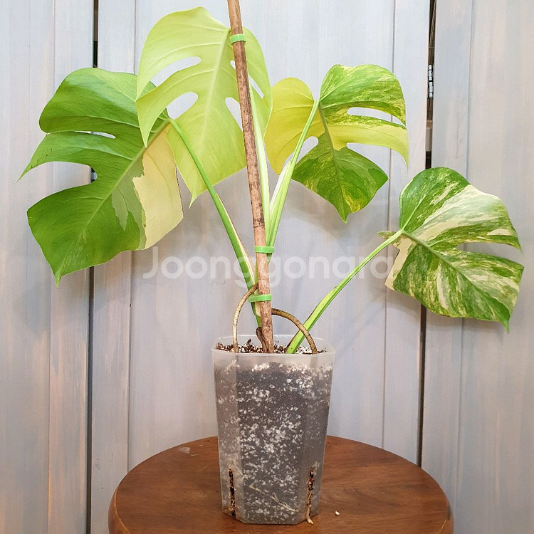 #탑4장 #잎27cm ~ 몬스테라 옐로우 바리에가타--2