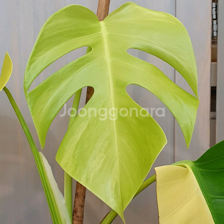 #탑4장 #잎27cm ~ 몬스테라 옐로우 바리에가타--8