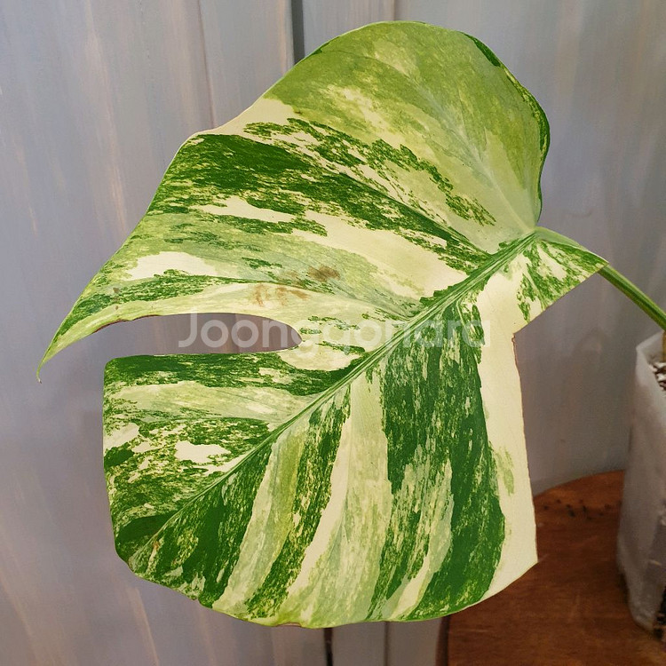 #탑4장 #잎27cm ~ 몬스테라 옐로우 바리에가타--5