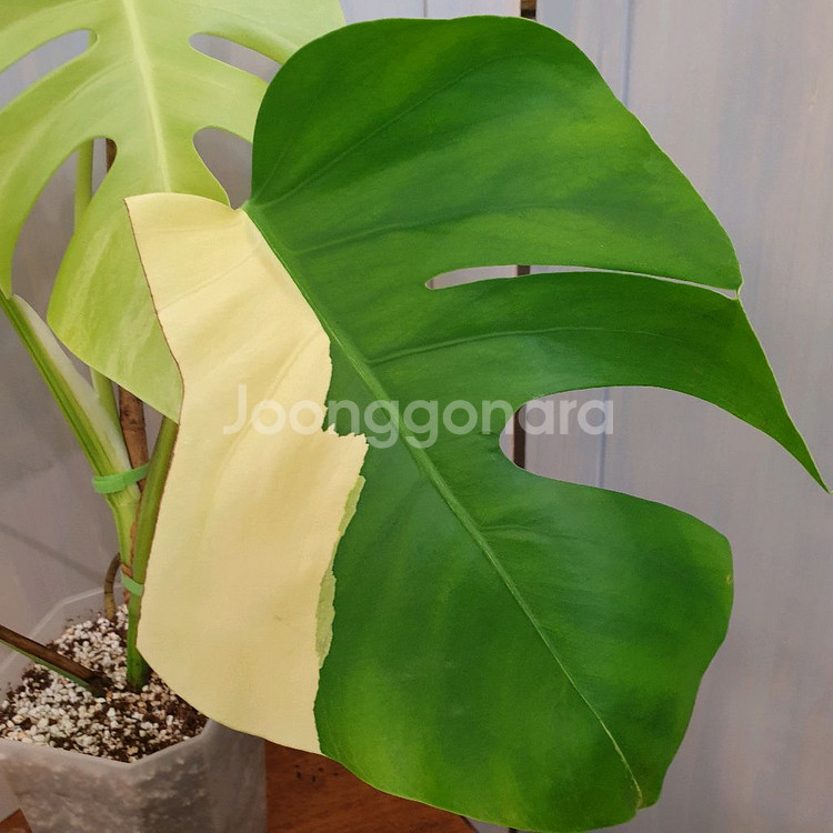 #탑4장 #잎27cm ~ 몬스테라 옐로우 바리에가타--6