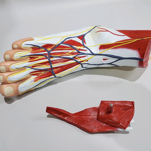 인체모형 원가 이하로 처분합니다 -종류 200가지