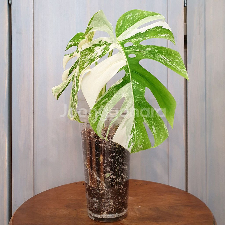 #탑2장 #잎25cm ~ 몬스테라 알보 바리에가타--0