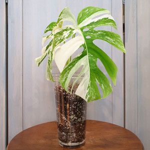#탑2장 #잎25cm ~ 몬스테라 알보 바리에가타