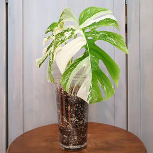 #탑2장 #잎25cm ~ 몬스테라 알보 바리에가타