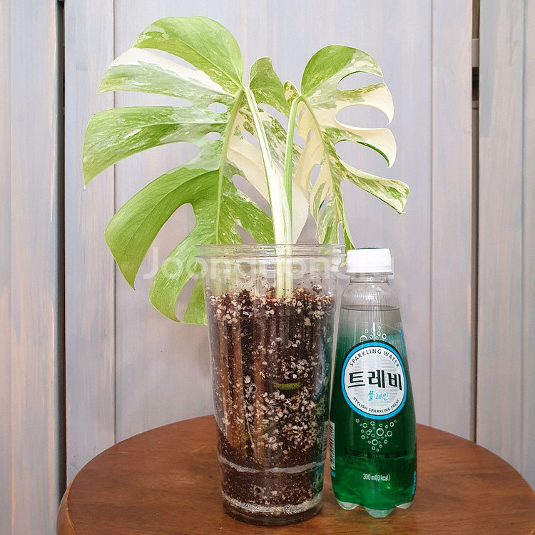 #탑2장 #잎25cm ~ 몬스테라 알보 바리에가타--1