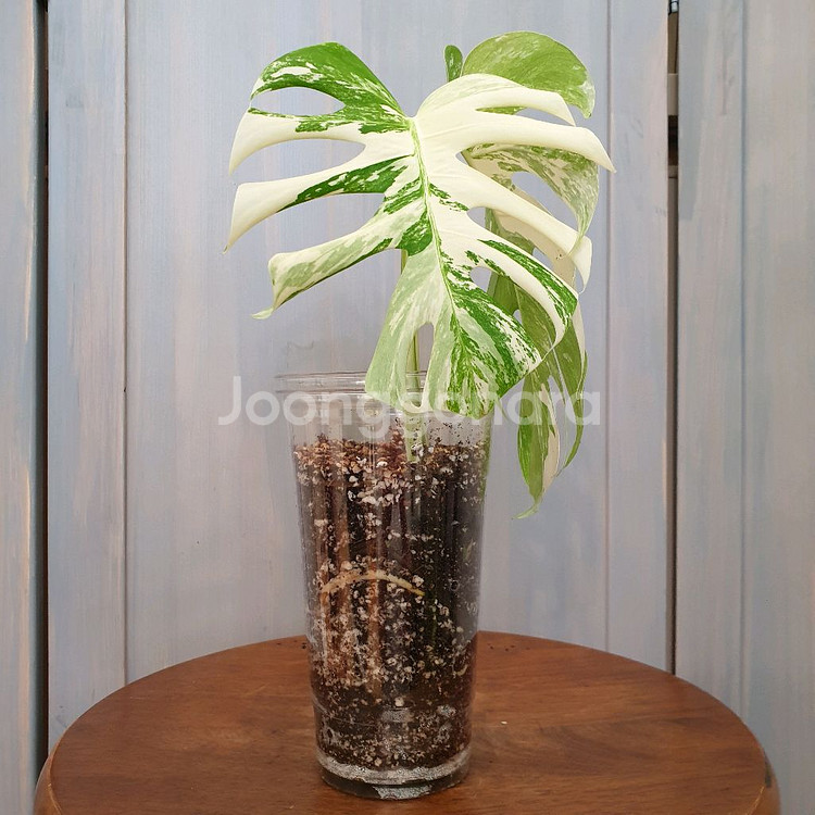 #탑2장 #잎25cm ~ 몬스테라 알보 바리에가타--2
