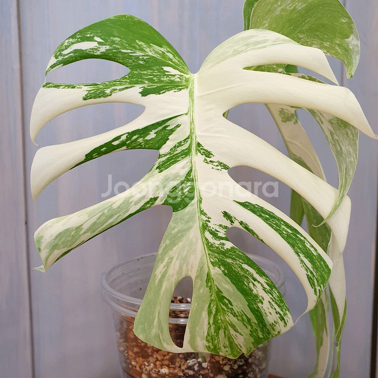 #탑2장 #잎25cm ~ 몬스테라 알보 바리에가타--5