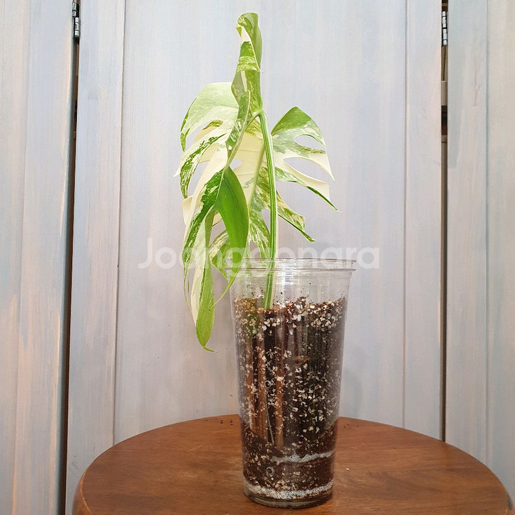 #탑2장 #잎25cm ~ 몬스테라 알보 바리에가타--3