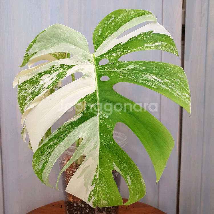 #탑2장 #잎25cm ~ 몬스테라 알보 바리에가타--4