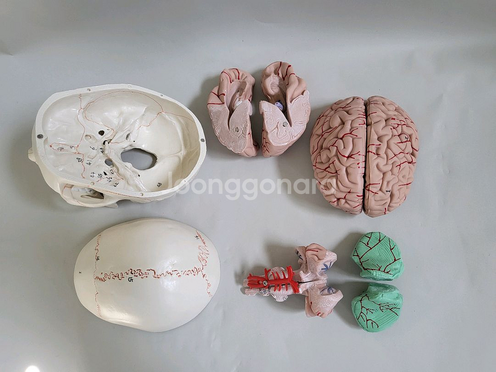 실물. 크기 두개골. 인체 모형 새제품--0