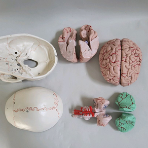 실물. 크기 두개골. 인체 모형 새제품